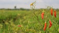 red chili plant in the field Royalty Free Stock Photo