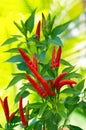 Red chili plant Royalty Free Stock Photo