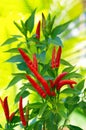 Red chili plant