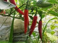 Red chili plant, hot spicy Royalty Free Stock Photo