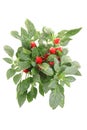 Red chili plant isolated Royalty Free Stock Photo