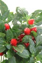 Red chili plant isolated Royalty Free Stock Photo