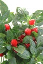 Red chili plant isolated