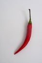 Red chili on white background with copy space for text