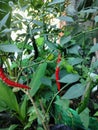 Red chili & x28;Capsicum annumm& x29;