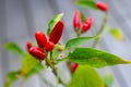 Red chilipepper on plant Royalty Free Stock Photo