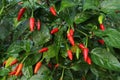 Red chilli fruits ripe on tree.