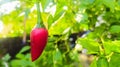 red chilli Royalty Free Stock Photo