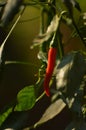 Red chilli organic farming