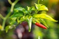 Red Chilli Padi, Red Bird`s Eye Chilli, Bird Chilli Royalty Free Stock Photo