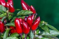 Red chilli pepper Royalty Free Stock Photo