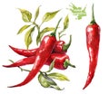 Red chilli pepper. Hand drawing watercolor on white background.