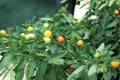 Red chilli pepper on plant - cherry chili