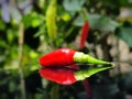 Red Chilli Pepper with Reflection Royalty Free Stock Photo