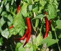 Red Chilli Peppers on Plant Royalty Free Stock Photo