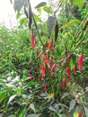 Red chilli plant image collection Royalty Free Stock Photo