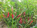 Red chilli plant image collection Royalty Free Stock Photo