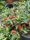Red chilli plant Royalty Free Stock Photo