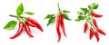 Red chili peppers. Set of watercolor illustrations. Design elements. Hot spices.