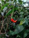 Red chilli - stock photo