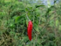 Red chilli - stock photo