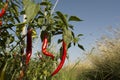 Red chilli on the tree