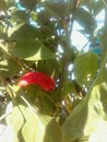 Red Chilli Tree