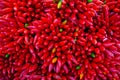 Red Chillies Background color image