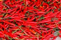 Red chillies background. Pile. Whole background of red chillies.