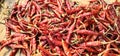 Red Chillies Royalty Free Stock Photo