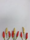 Red chillies on a white background. Can be used for badges. Royalty Free Stock Photo