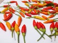 Red chillies on a white background. Can be used for badges.  In Sri Lanka. Royalty Free Stock Photo