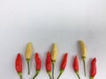 Red chillies on a white background.   In Sri Lanka. Natural photos. Royalty Free Stock Photo