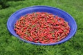 Red Chillis in Blue Bowl