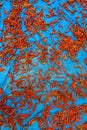 Red chillis drying Royalty Free Stock Photo