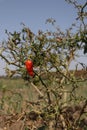 Red chilly on a plant