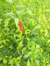 Red chilly plants grow up Royalty Free Stock Photo