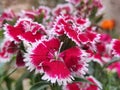 Red China pink Dianthus chinensis flowers park Royalty Free Stock Photo