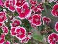 Red China pink Dianthus chinensis flowers park Royalty Free Stock Photo