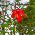 Red China Rose Or Mandar Flower With Green Leaves Branches. Royalty Free Stock Photo