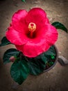 The red chinagold gudhal flower Royalty Free Stock Photo