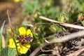 Red chinch bug on early spring yellow flower Royalty Free Stock Photo