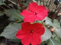 Red Chinese balsam close up view best garden plant wheel balsam