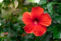Red Chinese Hibiscus, China rose, Hawaiian hibiscus, rose mallow Royalty Free Stock Photo