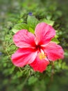 Red Chinese Hibiscus, China Rose, Hawaiian Hibiscus, Tropical Hibiscu Royalty Free Stock Photo