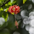Hanging red chinese hibiscus at Twin Falls Maui Royalty Free Stock Photo