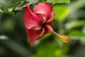 Red chinese hibiscus at Twin Falls Maui Royalty Free Stock Photo