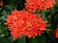 Red Chinese Ixora flower