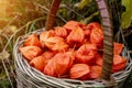 Red Chinese lantern Physalis franchetii fruit in the basket. Royalty Free Stock Photo