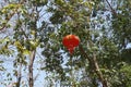 Red chinese lantern